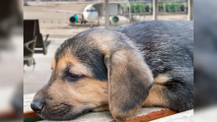 szczeniak na lotnisku
