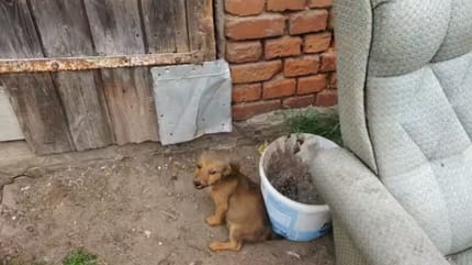 Polnische Hundehölle