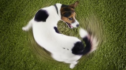 tail chasing