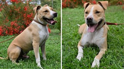 Tao, chien à adopter