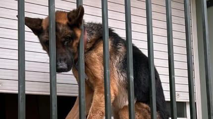 Tarzan, ein Deutscher Schäferhund, in einem Terrassenfenster eingesperrt.
