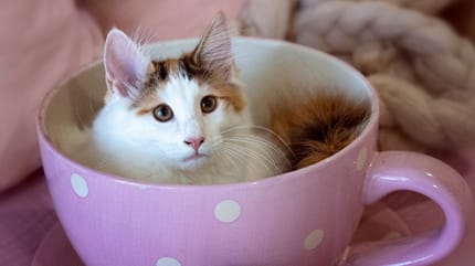 Teacup-Katze