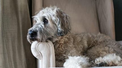 Teddy, chien abandonné
