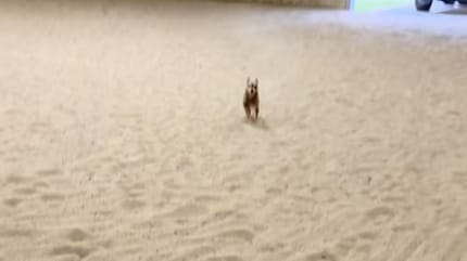 Teeny le Chihuahua