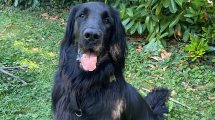 Tennessee, à adopter