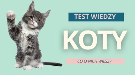 Test wiedzy o kotach quiz