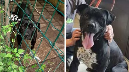 Der im Tierheim ausgesetzte Hund