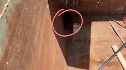 Three kittens abandoned in a dumpster