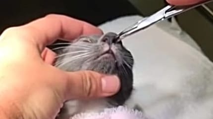 Tierarzt holt etwas mit der Pinzette aus der Katzennase