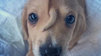 Tierarzt untersucht Welpen