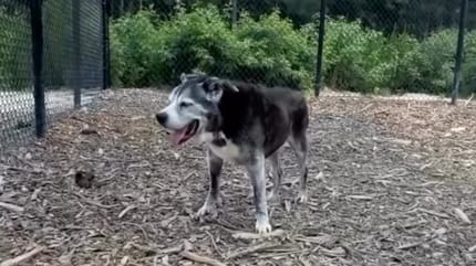 Tigger, un chien âgé sur le point d'être euthanasié