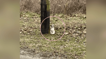 Tiny brown and white puppy tied to a tree