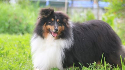 Titeuf, à adopter
