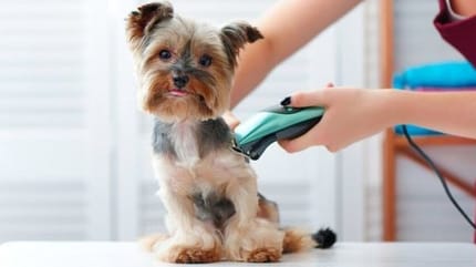 chien qu se fait tondre