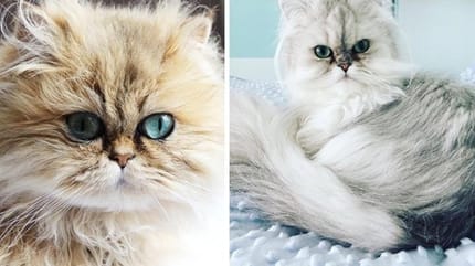 Le top 10 des plus beaux persans du web