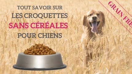 chien mange croquettes sans céréales