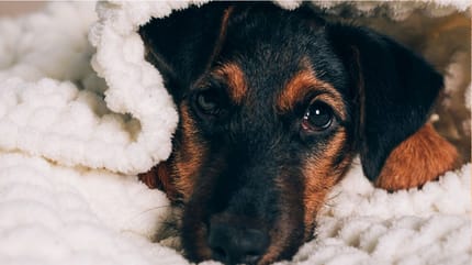 Trachealkollaps Hund: Einschläfern