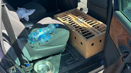 Transportbox im Innenraum des Transporters