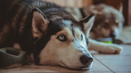 Trauriger Tschechoslowakischer Wolfshund