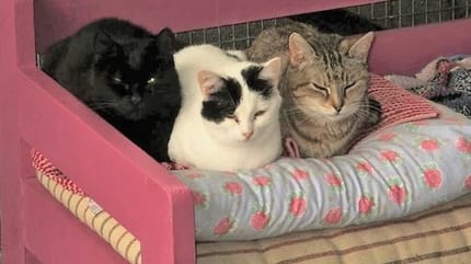 couvertures en laine pour chats