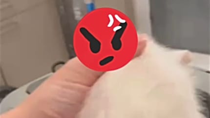 Triggerwarnung des Tierheims Bochum