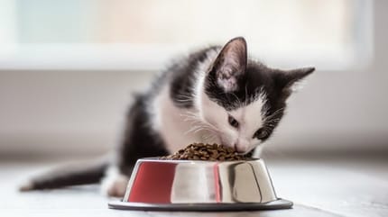troubles alimentaires chez le chat