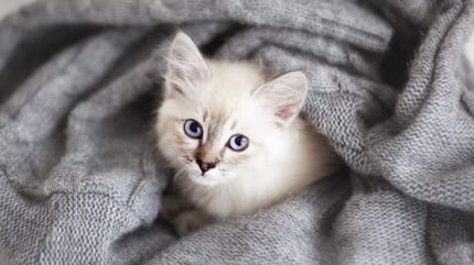 6 réflexes à avoir absolument lorsque vous sauvez un chaton de la rue