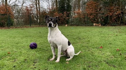 Trufa is op zoek naar een nieuw huis. Adopteer jij haar?
