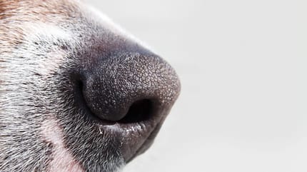 Truffe chien