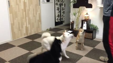 Trzy shiba inu przed swoimi miskami