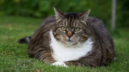 cómo saber si mi gato esta gordo