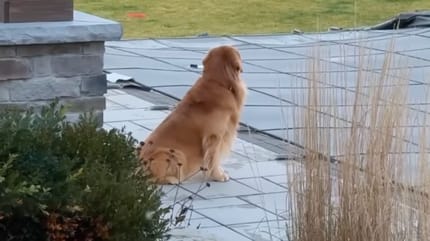 Tucker Chien Golden Retriever