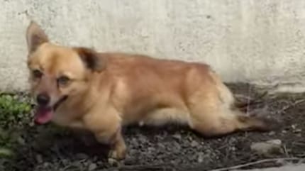 Tycho le chien