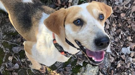Tyson, à adopter