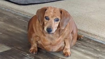 Bassotto sovralimentato