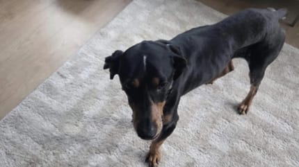 Uitgehongerde hond in Amsterdam gered die zonder water of voer in huis zat