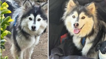 Ulcci, chienne Finnoise de Laponie à adopter
