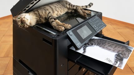 Umstrittenes Kunstwerk "Copycat"