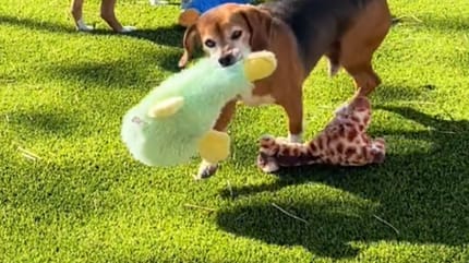 Un beagle avec un jouet