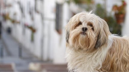 Un bichon havanais