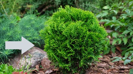 Een struik in een tuin