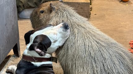 Un capybara et son meilleur ami chien
