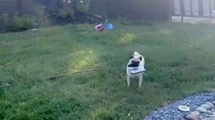 Ein Mops im heimischen Garten