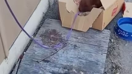 Un carton