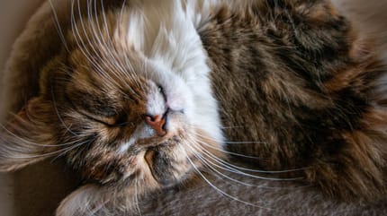 Un chat allongé chez lui