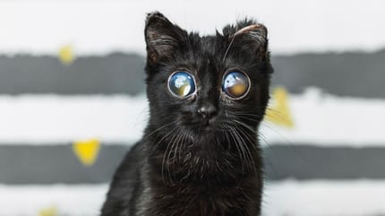 Un chat aux yeux énormes