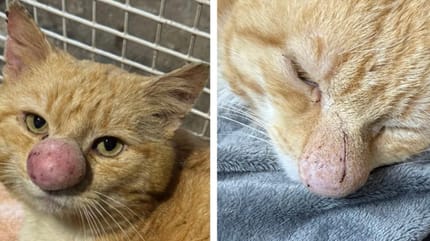 Un chat avec un nez énorme Cryptococcose