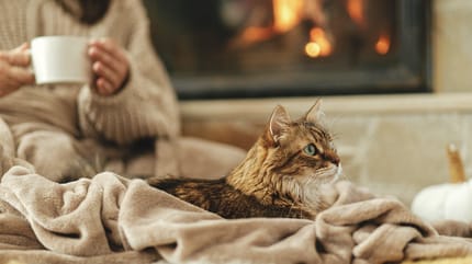 un chat bien au chaud en hiver