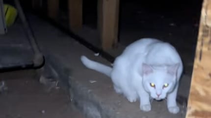 A white cat in a basement