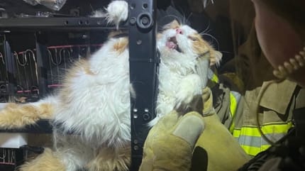 Un chat blanc et roux